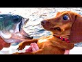 funny  animal video 2021 CUTE| Funny GB