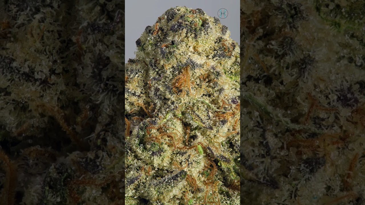 Colonial Kush by Cultivar Collection 🌿 | Calm, Flavorful, Classic 