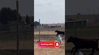 What do you do if a MADCOW gets into your yard and damages trees#madcow#asmr#farming
