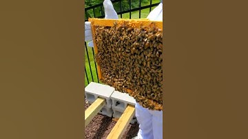 Honey bee hive inspection. Bee frames, larva, and 2nd box