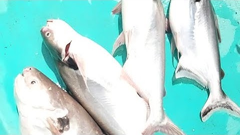 Câu cá dồ đém #27. Cốt xương cá 1, cá dồ ăn khá mạnh. Mua mồi câu liên hệ: 0987399544