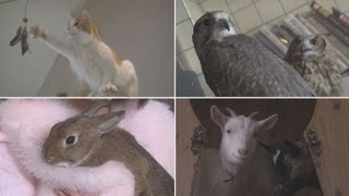 もふもふ、キリッ...癒やしもさまざま 都会に次々動物カフェ