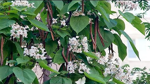 Катальпа - дерево с большими листьями и стручками