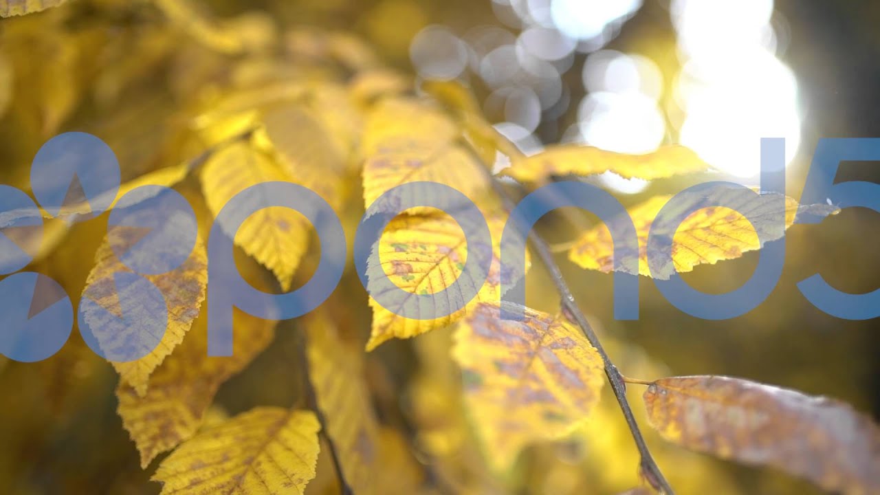 STOCKVIDEO - Autumn Leafs With Sun Backlight stock video green screen