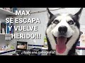 Max se ESCAPA y vuelve HERIDO! Mi perro no puede andar! || Max the husky