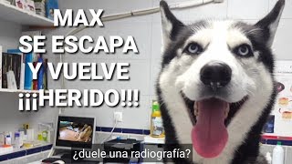 Max ESCAPES and COMES INJURED! My dog can't walk! || Max the husky