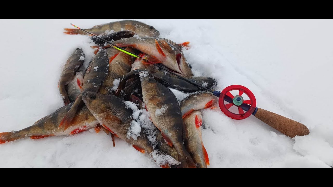 Vėl spiningėlis ''padarė'' žvejybą!!! Visos žuvys ant vienos blizgutės!