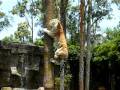 Tiger climbing tree