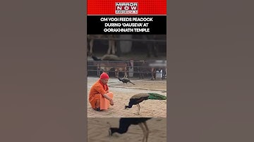Uttar Pradesh CM Yogi Feeds Peacock During 