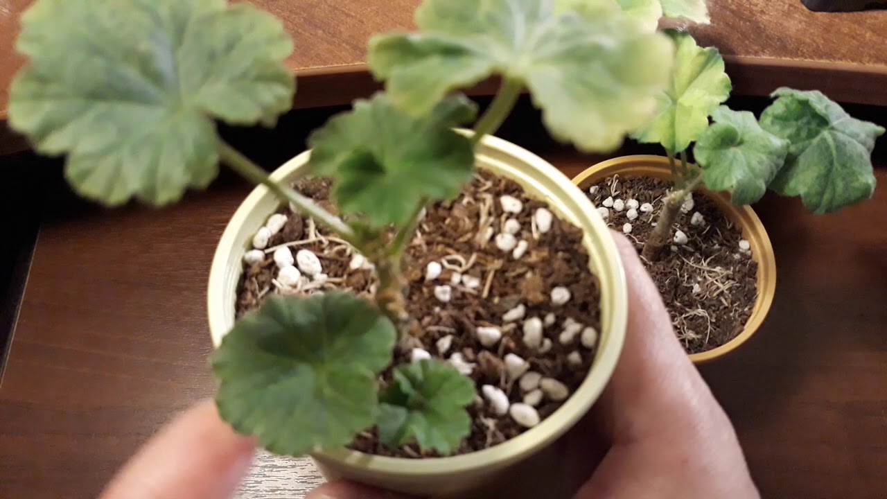 РЕАНИМАЦИЯ ЧЕРЕНКОВ СОРТОВЫХ ПЕЛАРГОНИЙ - МОЙ  РЕЗУЛЬТАТ🌱🚑