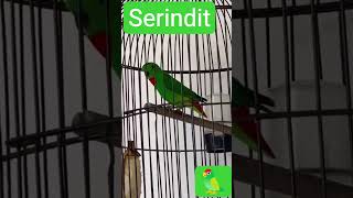 Download Lagu Serindit #serinditjantan #serindit #burung #shortvideo #shorts #short #trending #funny #foryou #fyp MP3 Download Lagu Serindit #serinditjantan #serindit #burung #shortvideo #shorts #short #trending #funny #foryou #fyp MP3