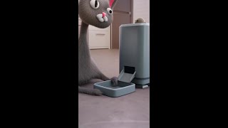 Noodle has a message noodleandbun kidfriendly animation catsoftiktok cat Funny