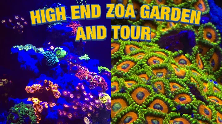HOW TO BUILD ZOA GARDEN HIGH END Saltwater aquarium TANK no skimmer