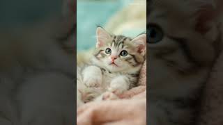 Download Lagu Cute Cat Sings ‘Gwenchana’—Too Adorable to Handle! 🎤🐱💖#cutecat #catlovers #gwenchana #singingcat MP3