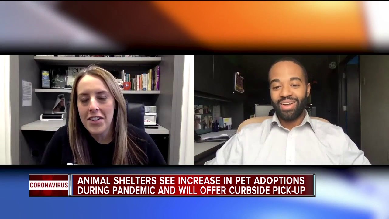 Local shelters report surge in pet adoptions, fostering
