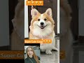 My Super Cute Corgi😍 #youtubeshorts #corgi #viralvideo