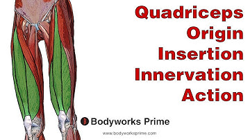 Quadriceps Anatomy: Origin, Insertion, Innervation & Action