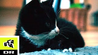 Rad om killing Sød nuttet og i fare Ultra