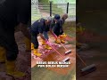 Buaya pun tak selesa dengan lumut. Guna Sabun Badang Karat, licin bersih terus!