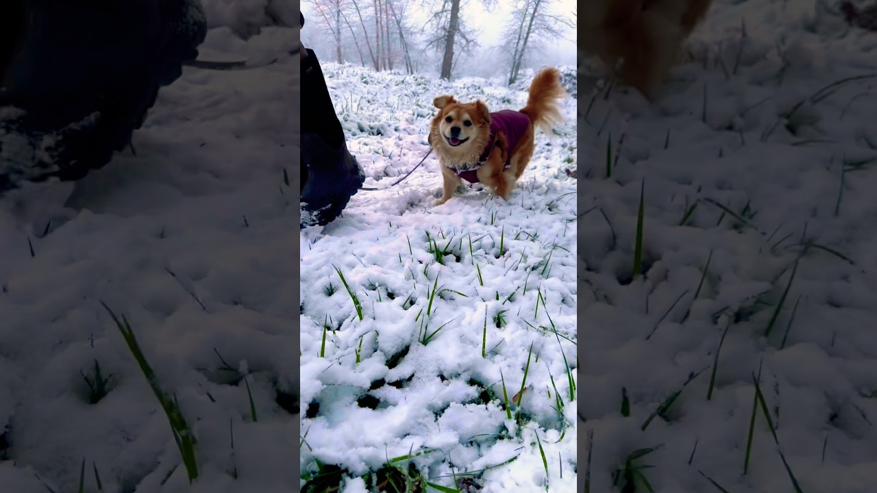 Fun in the snow with farm dogs