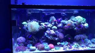 orphek reef aquarium led