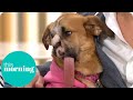 The Miracle Dog That Survived Being Shot | This Morning