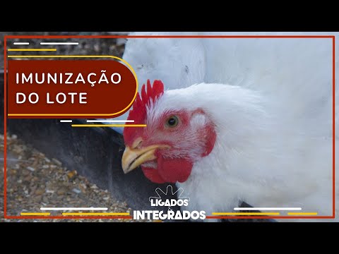 Vacinação das aves: qual melhor método visando o bem-estar animal? | Ligados&Integrados - 04/07/2023