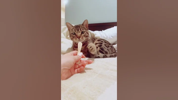 Watch the video about Simba, my Bengal therapy! #bengal #cat #fok