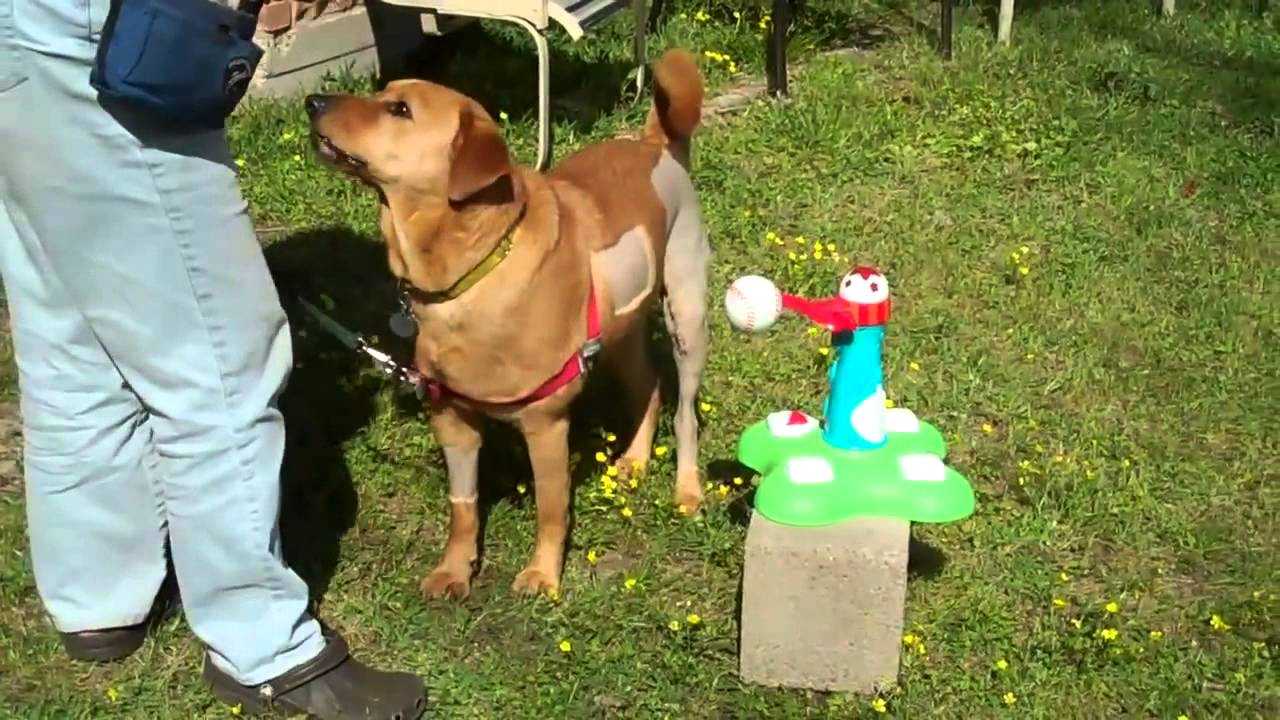 Chester the Dog Playing Baseball Game YouTube