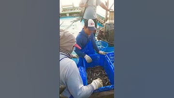 ikan sembilang karang duri beracun pekerja berhati hati dalam pemilihan