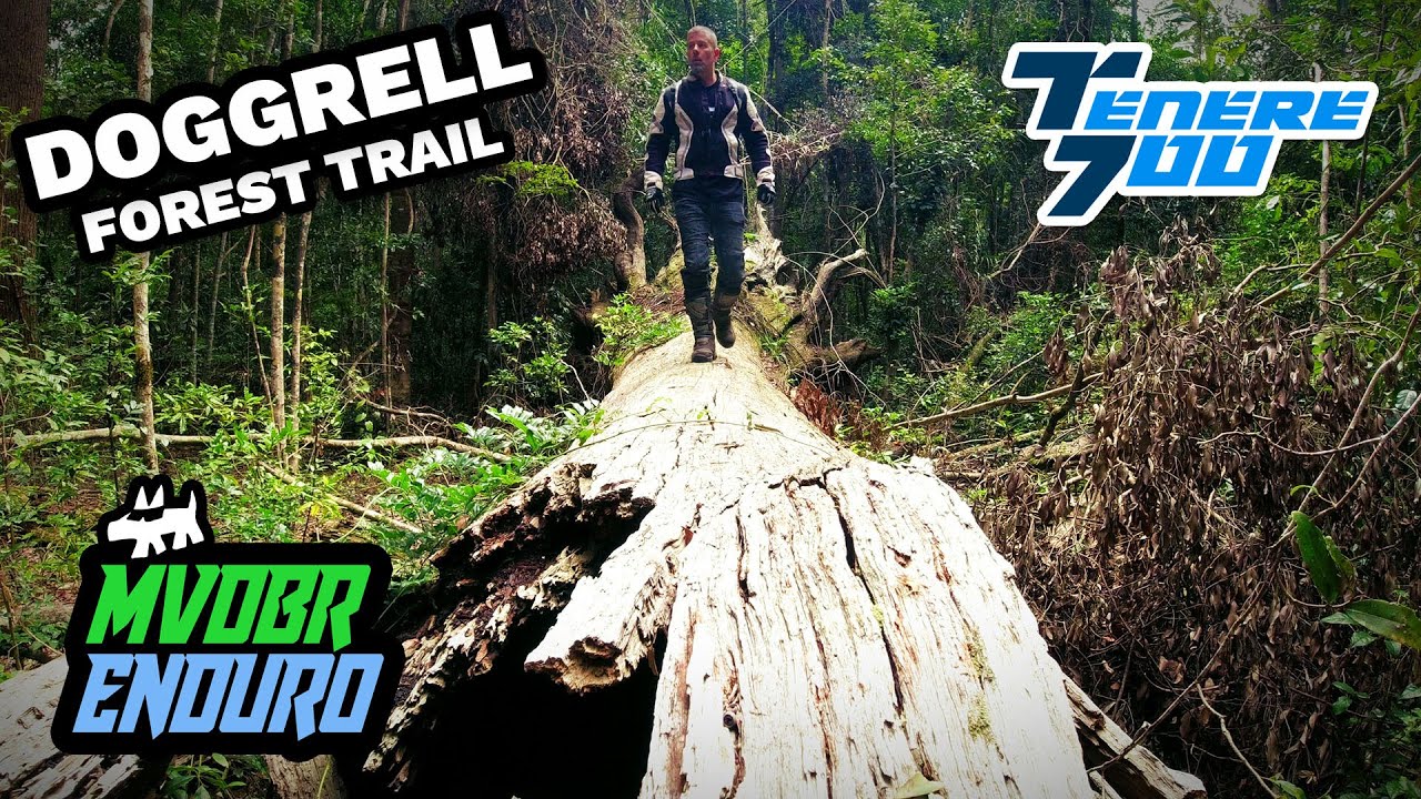 Doggrell Tree Kin Kin Doggrell Forest Trail Mini Adventure - MVDBR Enduro #297 - YouTube
