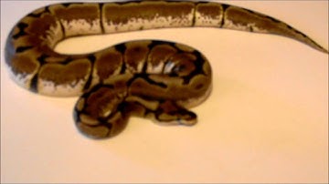 XTREME PYTHONS - SPIDER BP UPDATE.wmv