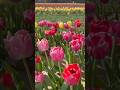 #TulipField#TulipFields#TulipSeason#TulipGarden#SpringBlooms#hollandridgefarms #nj