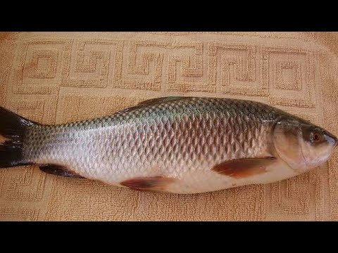वीडियो: क्या शाकाहारी मछली खाते हैं?
