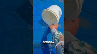 Banyak Pari Air Tawar  Disinimembersikan Kolam Untuk Anakan Guppy  Gold