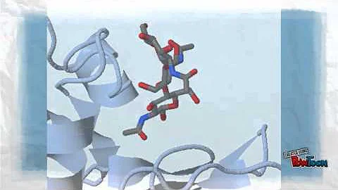 Quel est le rôle du lysozyme ?