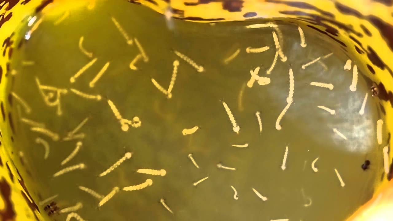 Mosquito larvae in pitcher plant, Bukidnon, Philippines YouTube