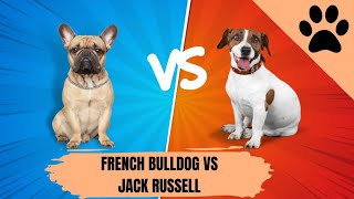 Bulldog Francés vs Jack Russell