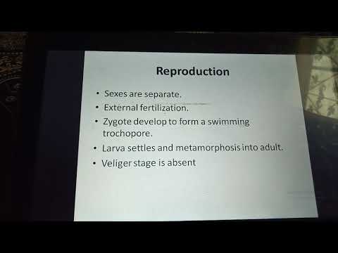 Lecture 4th year zooloy: class polyplacophora,class scaphopoda, class monoplacophora, etc