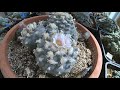 Cactus flowers time lapse camera