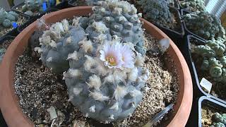 Cactus flowers time lapse camera