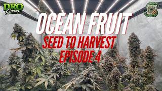 Harvest Day | Ocean Fruit Organic Grow Series | Square One Genetics | Episode 4