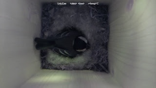 Wlab Live Bird Camera