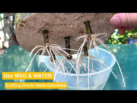 Cách Giâm Cây Hoa Mẫu Đơn Trong Nước Bằng Bột Ngọt | Ixora cuttings in water USE MSG