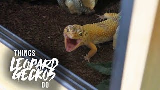 16 Things That Leopard Geckos Do!