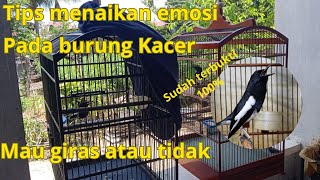 Tips menaikan emosi pada burung Kacer ( MAUPUN GIRAS ATAU TIDAK)