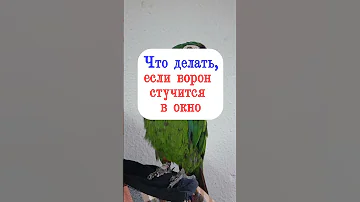 Что делать, если ворон стучится в окно