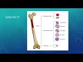 Evb stem cell research presentation