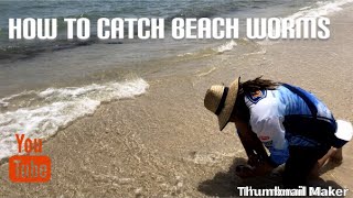 Catching Beach Worms