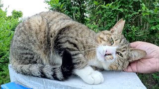 A cute cat is happy to be touched by a human on a signboard